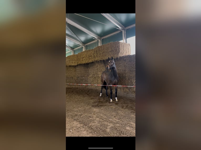 Oldenburger Stute 3 Jahre 165 cm Dunkelbrauner in Zs&#xE1;mb&#xE9;k