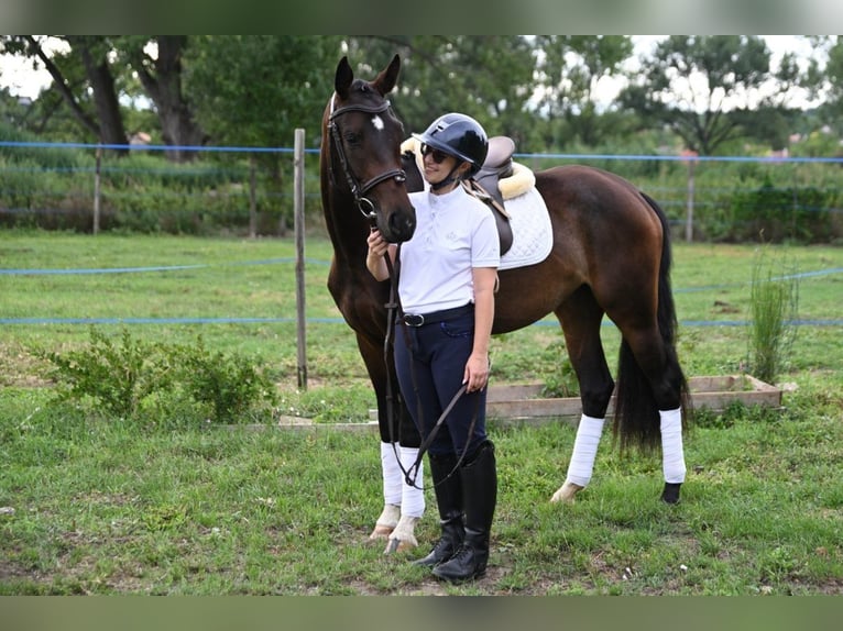 Oldenburger Stute 3 Jahre 165 cm Dunkelbrauner in Zs&#xE1;mb&#xE9;k