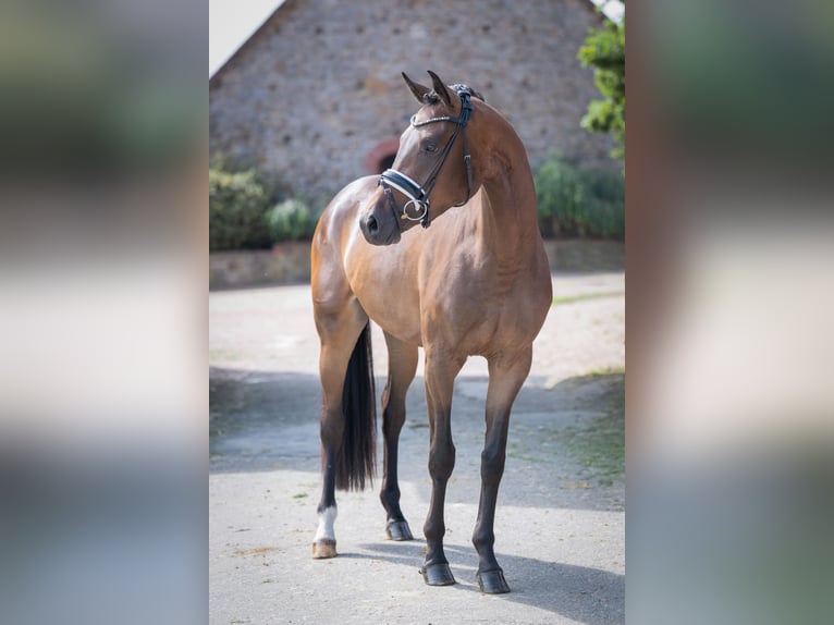 Oldenburger Stute 3 Jahre 165 cm Dunkelbrauner in Bramsche