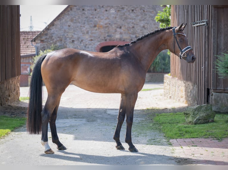 Oldenburger Stute 3 Jahre 165 cm Dunkelbrauner in Bramsche