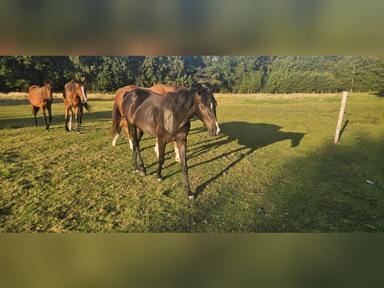 Oldenburger Stute 3 Jahre 165 cm Dunkelbrauner in Uetze