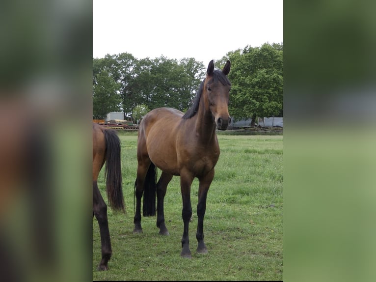 Oldenburger Stute 3 Jahre 165 cm Dunkelbrauner in Stöckse