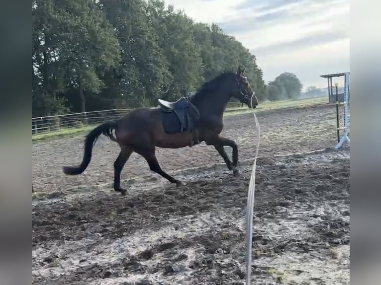 Oldenburger Stute 3 Jahre 165 cm Dunkelbrauner in Stöckse