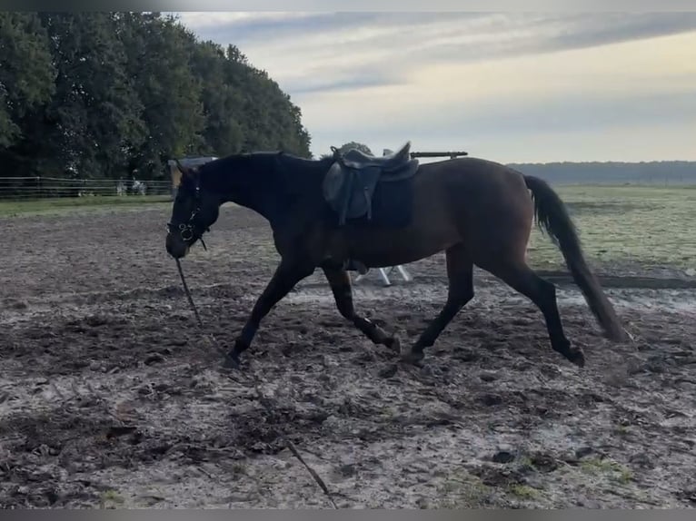 Oldenburger Stute 3 Jahre 165 cm Dunkelbrauner in Stöckse