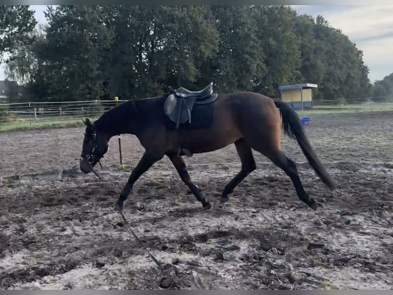 Oldenburger Stute 3 Jahre 165 cm Dunkelbrauner in Stöckse