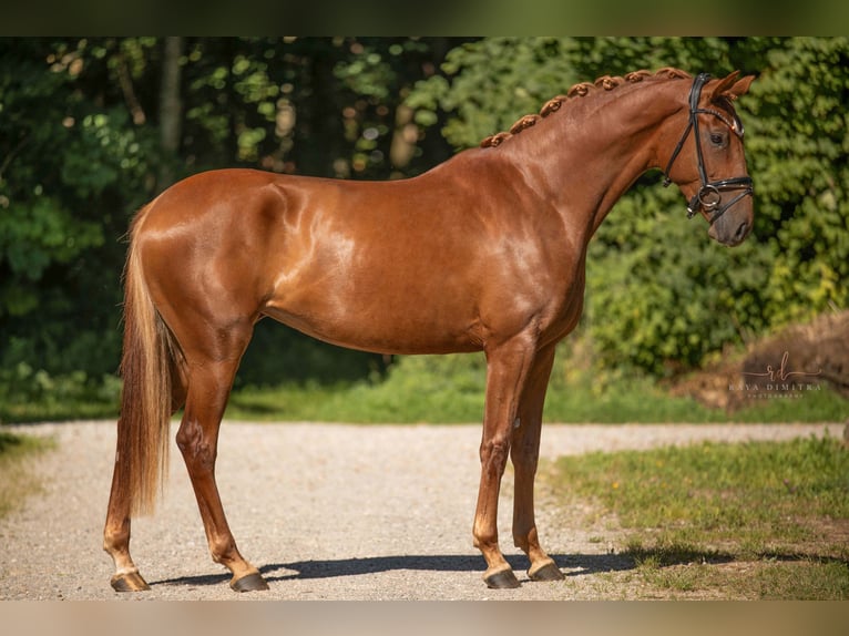 Oldenburger Stute 3 Jahre 165 cm Fuchs in Wehringen