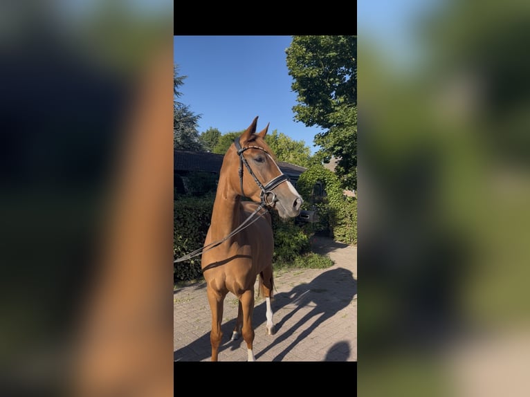Oldenburger Stute 3 Jahre 165 cm Fuchs in Vechta
