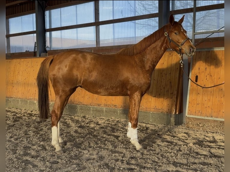 Oldenburger Stute 3 Jahre 165 cm Fuchs in Barver