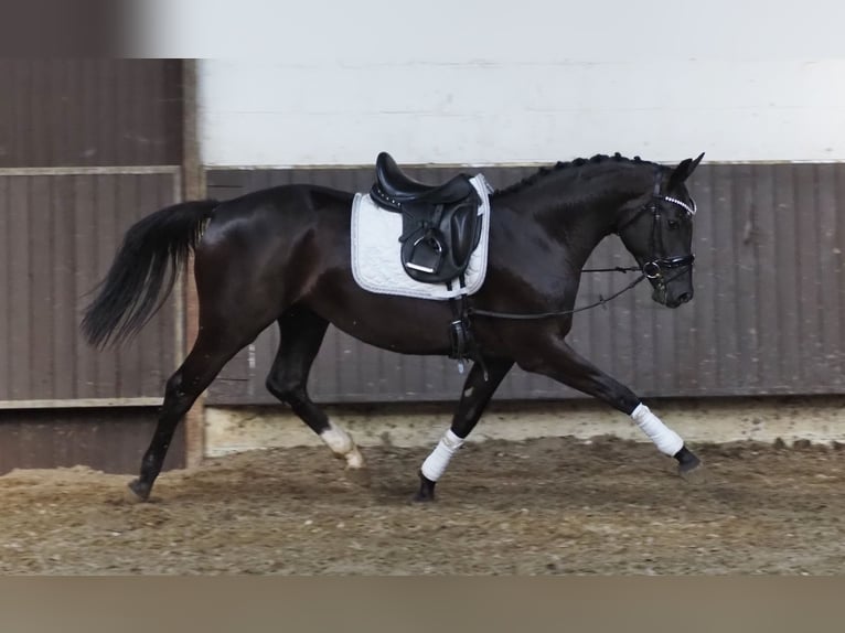 Oldenburger Stute 3 Jahre 165 cm Rappe in Bramsche