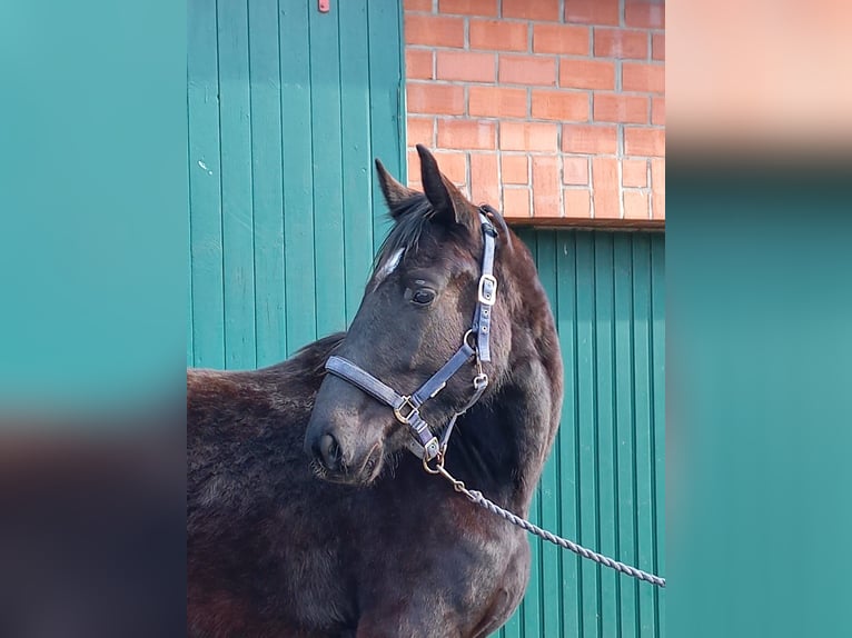 Oldenburger Stute 3 Jahre 165 cm Schwarzbrauner in Raddestorf