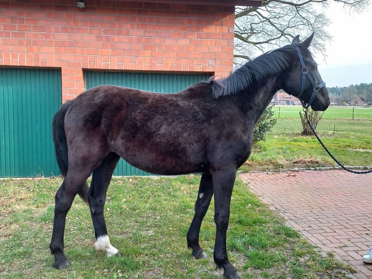 Oldenburger Stute 3 Jahre 165 cm Schwarzbrauner in Raddestorf