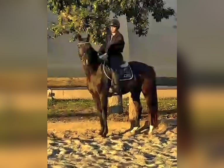Oldenburger Stute 3 Jahre 165 cm Schwarzbrauner in Wolfsbach