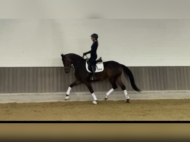 Oldenburger Stute 3 Jahre 165 cm Schwarzbrauner in Neuenkirchen-Vörden