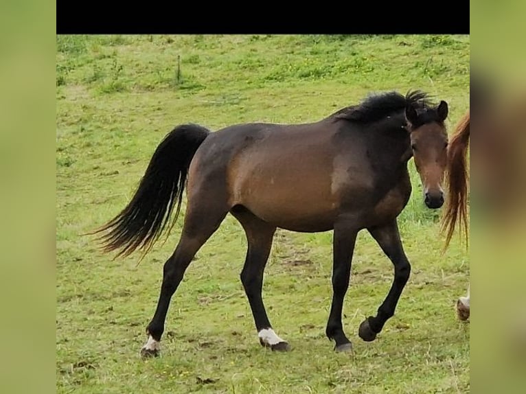 Oldenburger Stute 3 Jahre 165 cm Schwarzbrauner in Selters