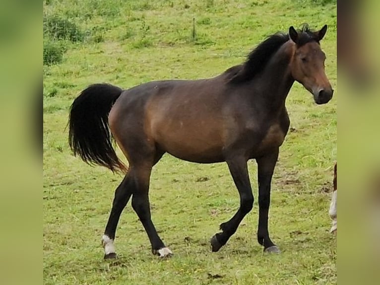 Oldenburger Stute 3 Jahre 165 cm Schwarzbrauner in Selters
