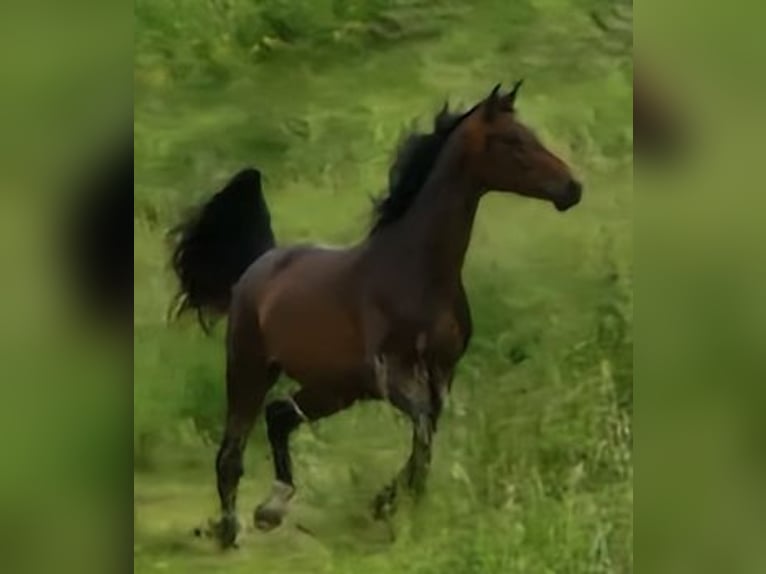 Oldenburger Stute 3 Jahre 165 cm Schwarzbrauner in Selters
