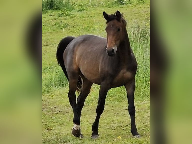 Oldenburger Stute 3 Jahre 165 cm Schwarzbrauner in Selters