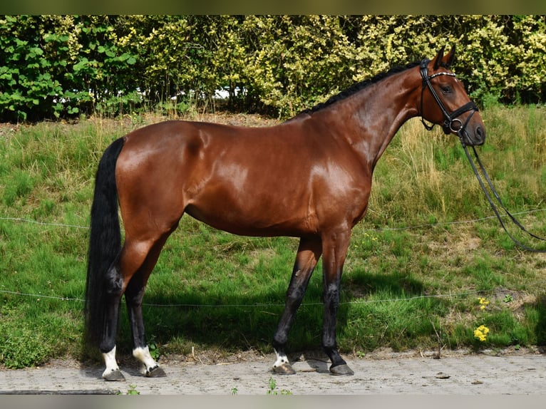 Oldenburger Stute 3 Jahre 166 cm Brauner in Fürstenau