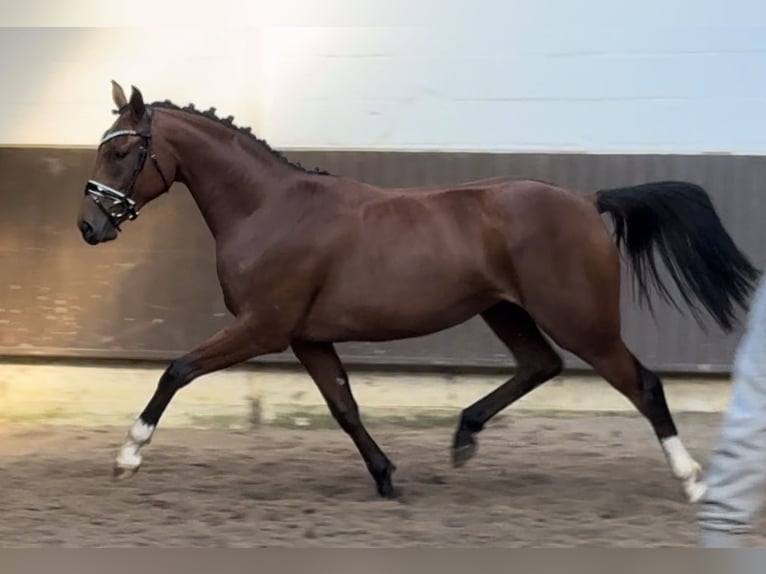 Oldenburger Stute 3 Jahre 166 cm Brauner in Bramsche