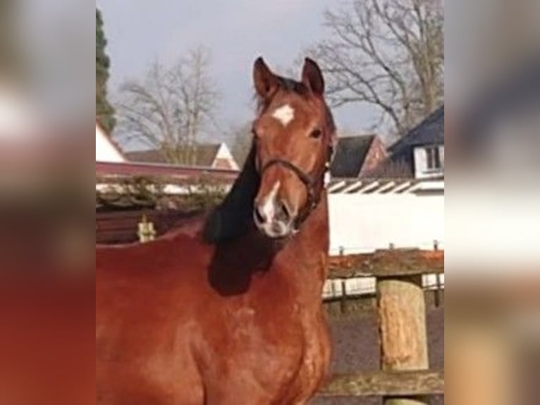 Oldenburger Stute 3 Jahre 166 cm Brauner in Damme