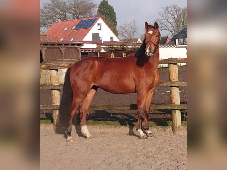 Oldenburger Stute 3 Jahre 166 cm Brauner in Damme