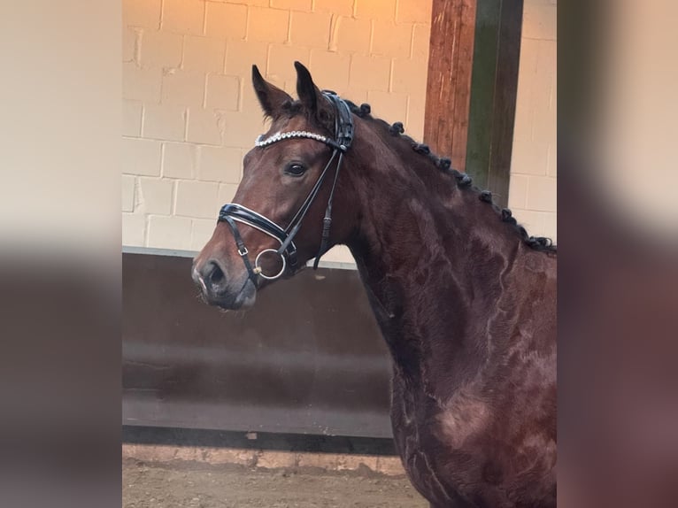 Oldenburger Stute 3 Jahre 166 cm Brauner in Bramsche