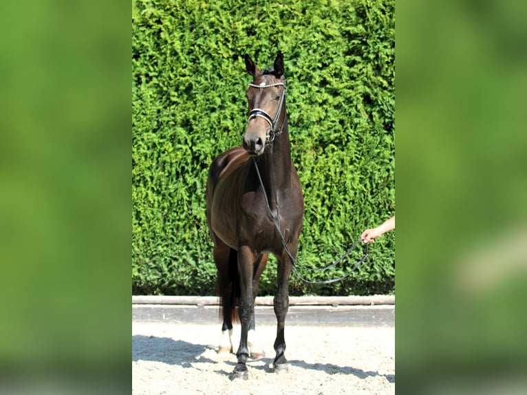 Oldenburger Stute 3 Jahre 166 cm Dunkelbrauner in B&#xF6;nen