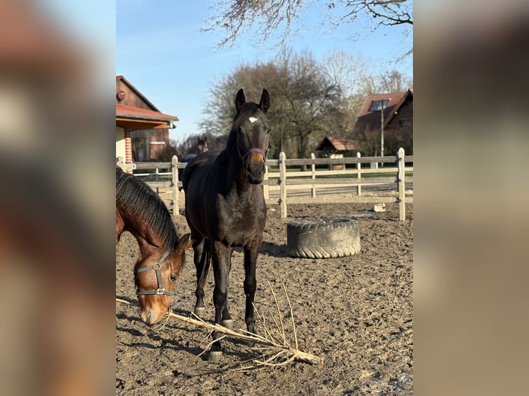 Oldenburger Stute 3 Jahre 166 cm Dunkelbrauner in Barver