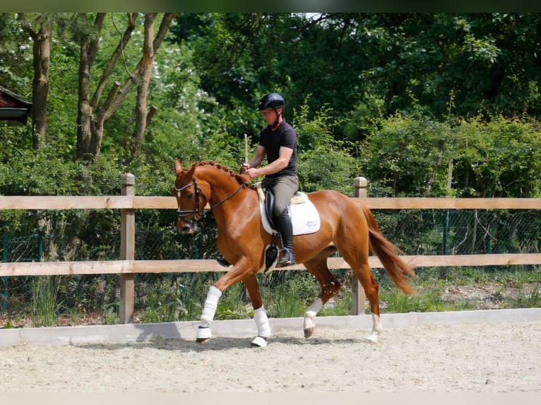 Oldenburger Stute 3 Jahre 166 cm Fuchs in Bramsche