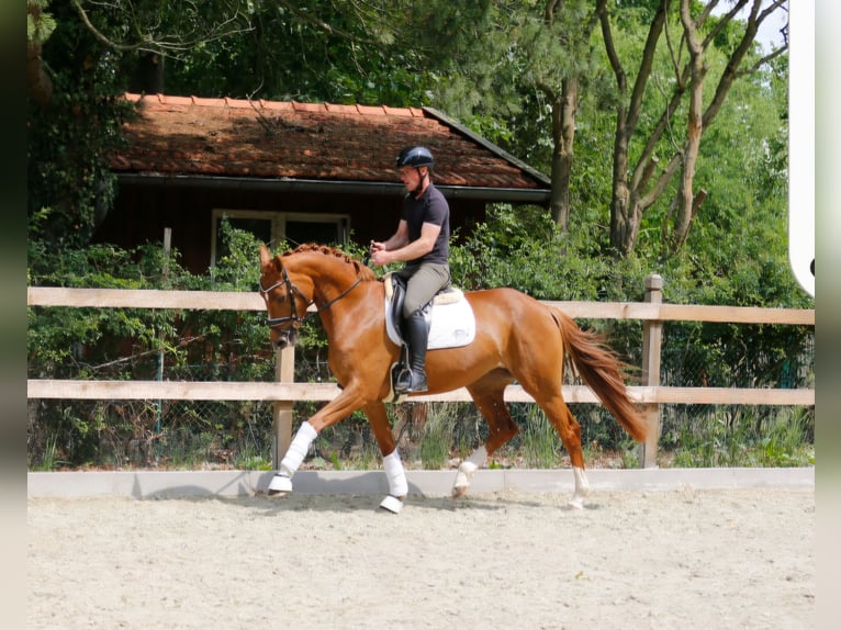 Oldenburger Stute 3 Jahre 166 cm Fuchs in Bramsche