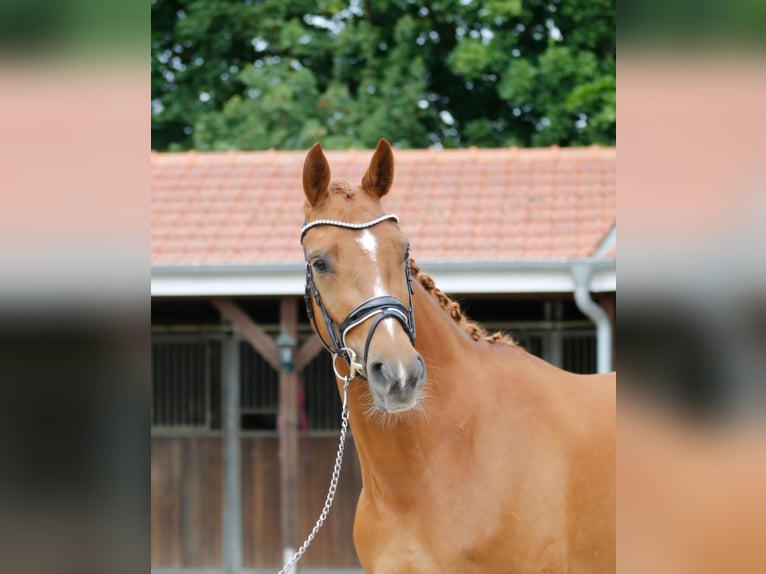 Oldenburger Stute 3 Jahre 166 cm Fuchs in Bramsche