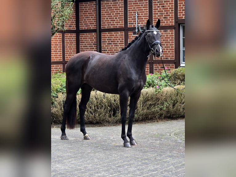 Oldenburger Stute 3 Jahre 166 cm Rappe in Warendorf