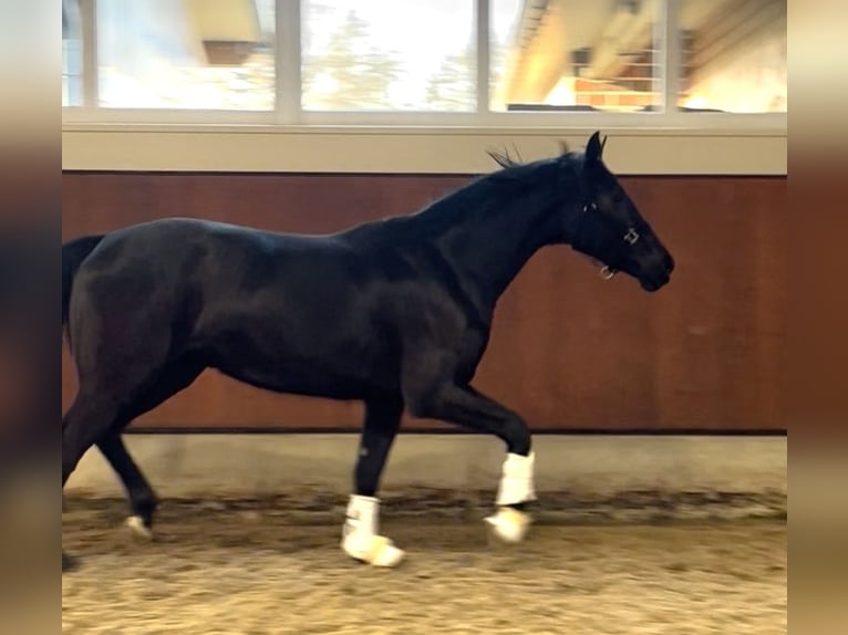 Oldenburger Stute 3 Jahre 166 cm Rappe in Berne