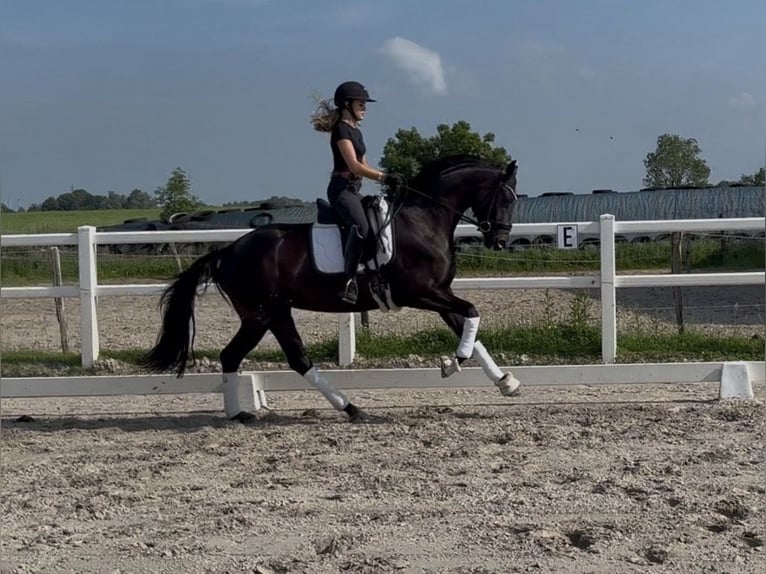 Oldenburger Stute 3 Jahre 167 cm Dunkelbrauner in Wangerland Hohenkirchen