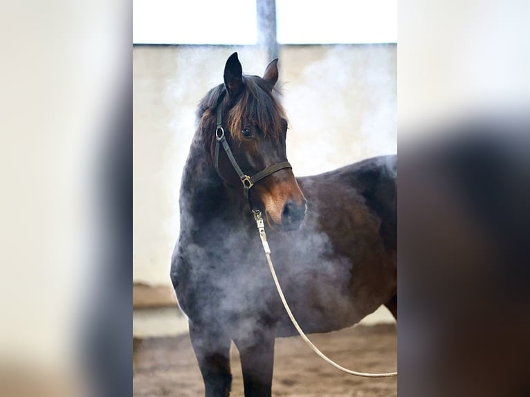 Oldenburger Stute 3 Jahre 167 cm Dunkelbrauner in Bargstedt