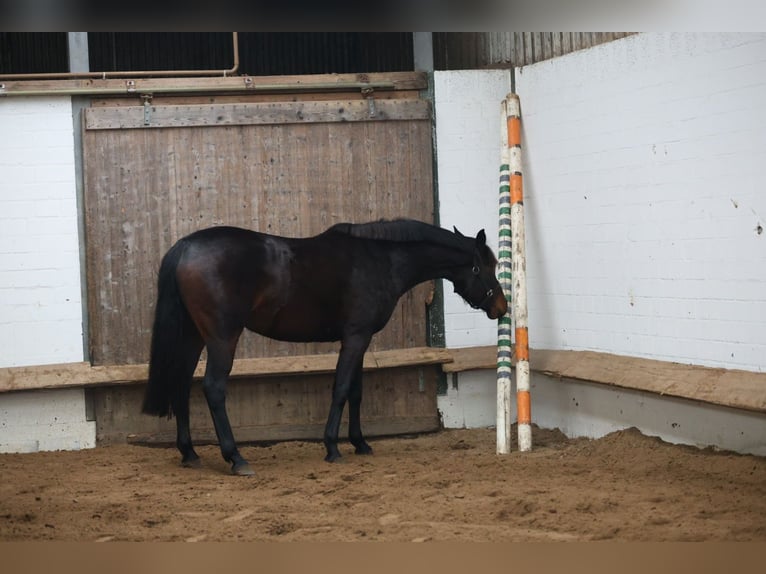 Oldenburger Stute 3 Jahre 167 cm Dunkelbrauner in Bargstedt
