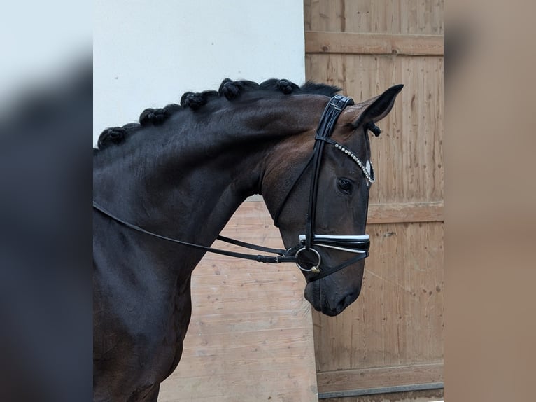 Oldenburger Stute 3 Jahre 167 cm Dunkelbrauner in Plech