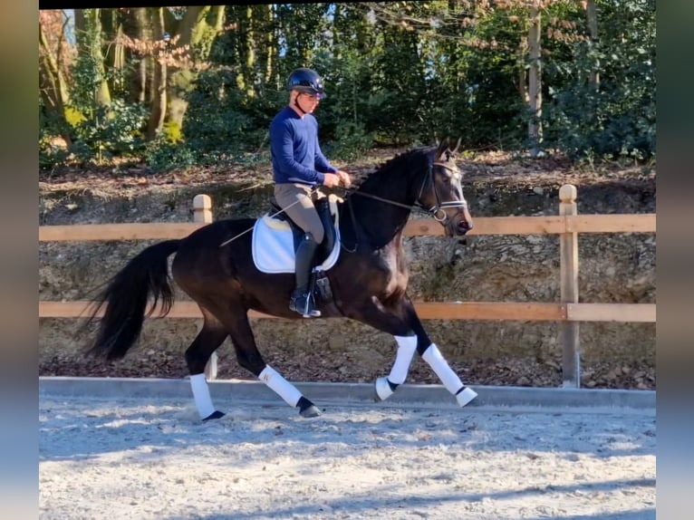 Oldenburger Stute 3 Jahre 167 cm Dunkelbrauner in Plech
