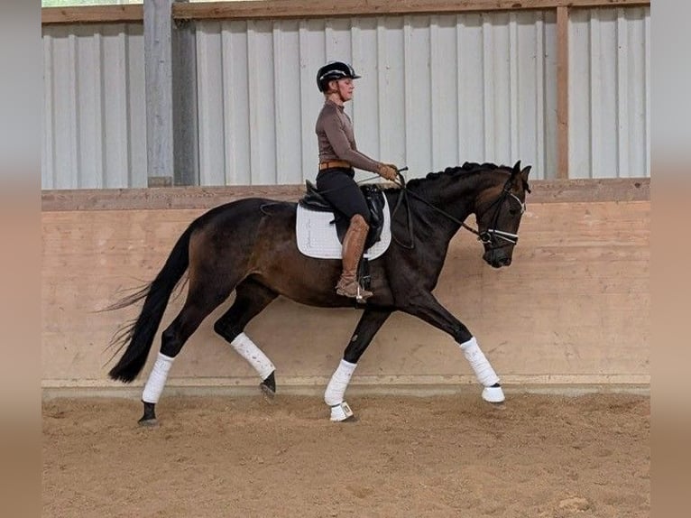 Oldenburger Stute 3 Jahre 167 cm Dunkelbrauner in Plech