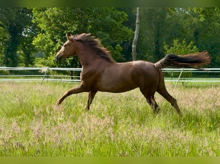 Oldenburger Stute 3 Jahre 167 cm Dunkelfuchs in Wingst