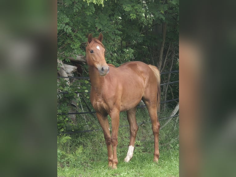 Oldenburger Stute 3 Jahre 167 cm Dunkelfuchs in Ehrenburg