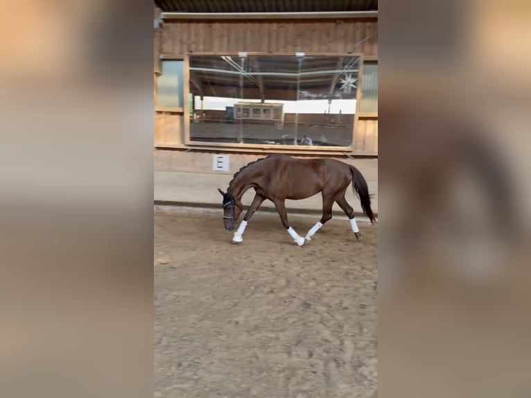 Oldenburger Stute 3 Jahre 167 cm Dunkelfuchs in Pfullingen