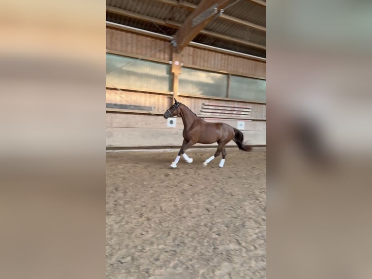 Oldenburger Stute 3 Jahre 167 cm Dunkelfuchs in Pfullingen
