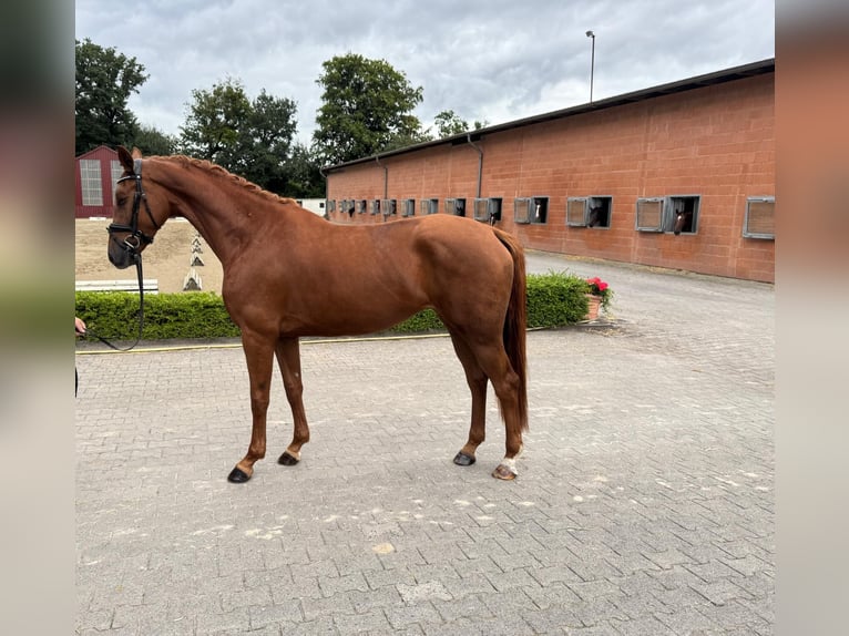 Oldenburger Stute 3 Jahre 167 cm Fuchs in Visbek