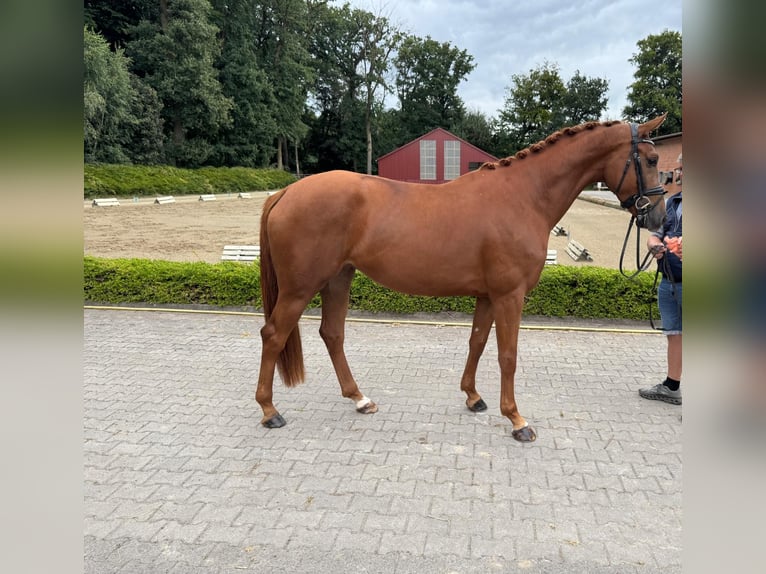 Oldenburger Stute 3 Jahre 167 cm Fuchs in Visbek