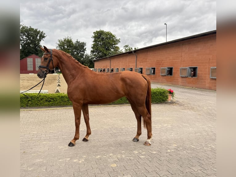 Oldenburger Stute 3 Jahre 167 cm Fuchs in Visbek
