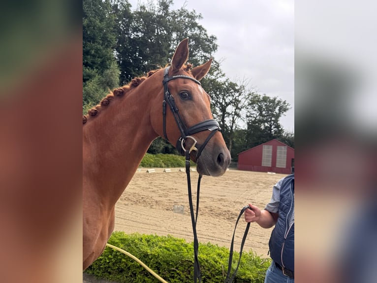Oldenburger Stute 3 Jahre 167 cm Fuchs in Visbek