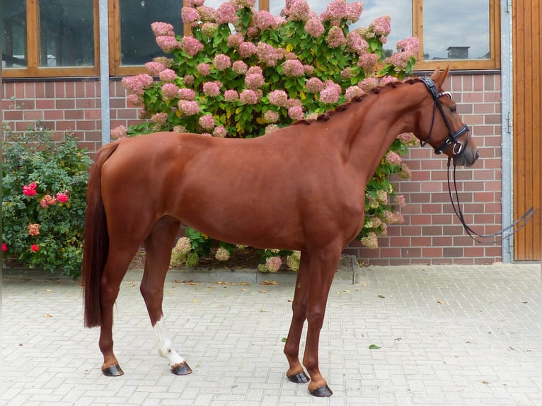 Oldenburger Stute 3 Jahre 167 cm Fuchs in Drantum
