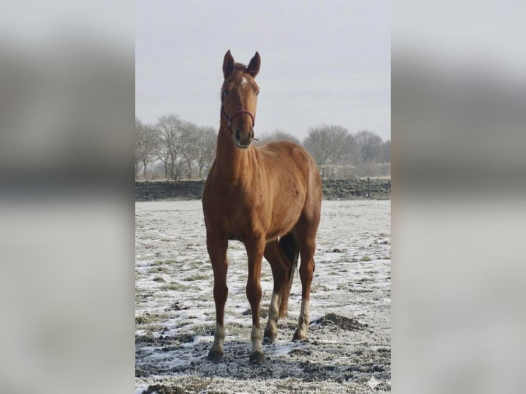 Oldenburger Stute 3 Jahre 167 cm Fuchs in Westerstede