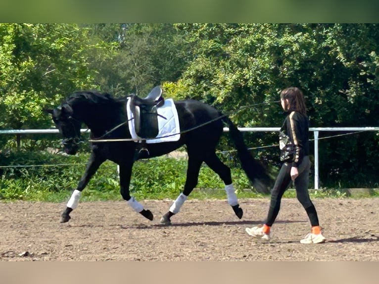 Oldenburger Stute 3 Jahre 167 cm Rappe in Stove